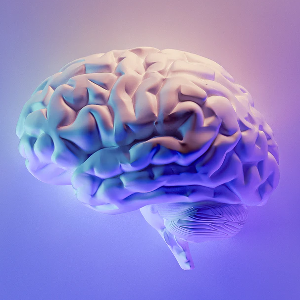 Colorful rendering of human brain